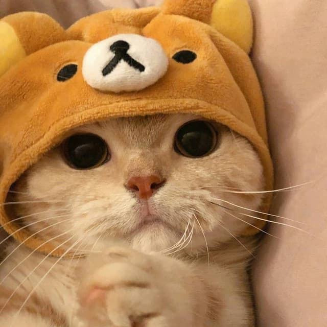@kofeyok1