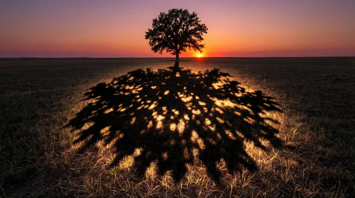Glowing Tree Shadow