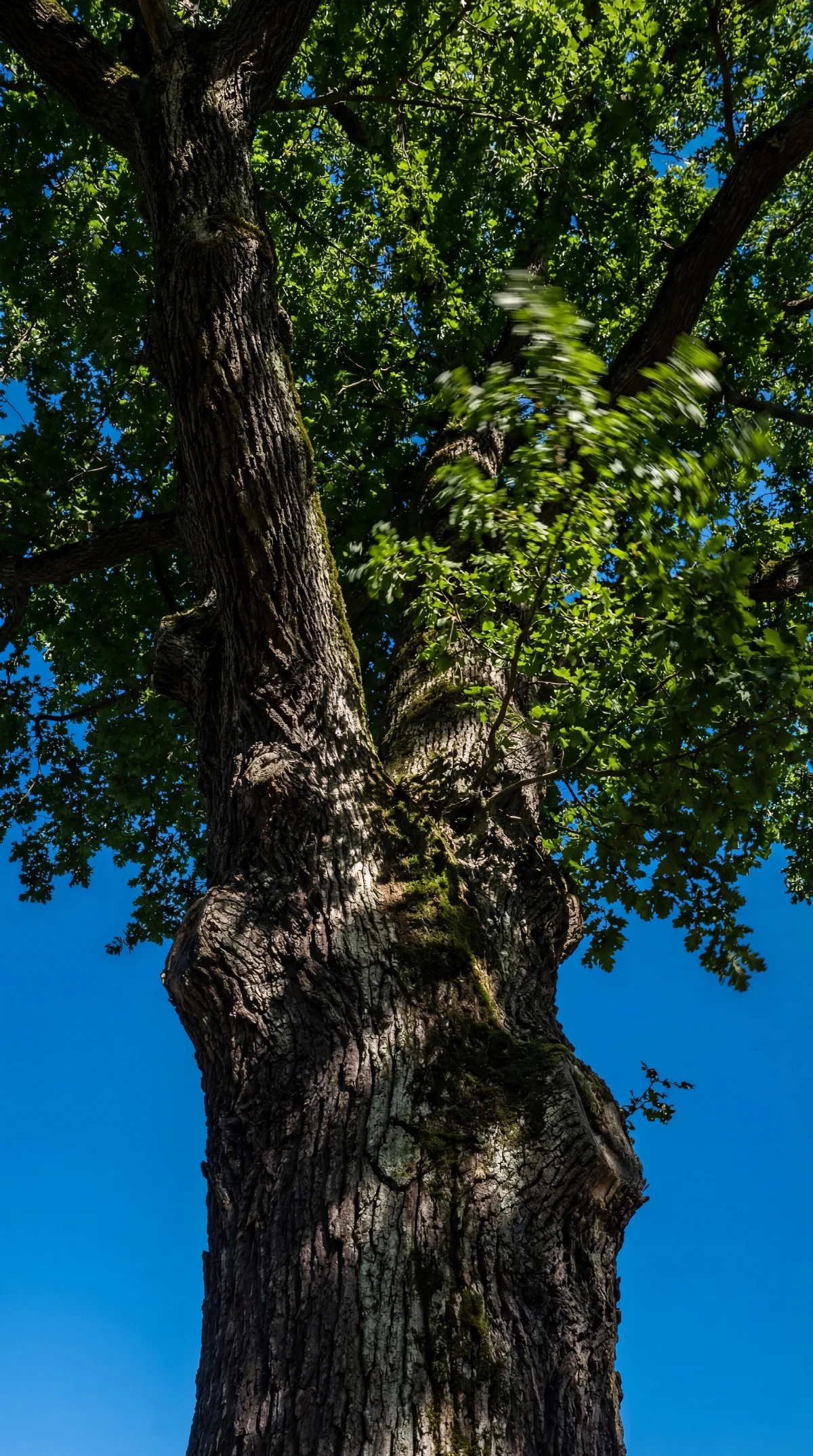 Old Tree Against Blue Sky