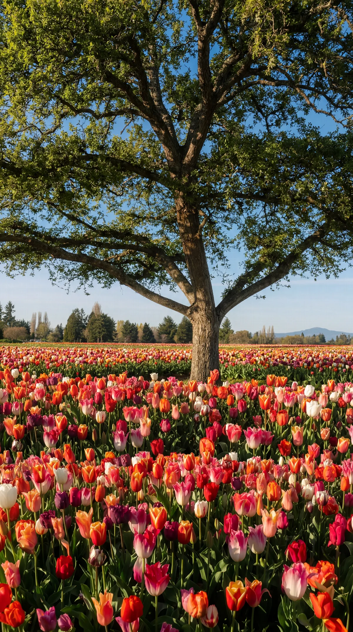 Tulips Under an Old Tree