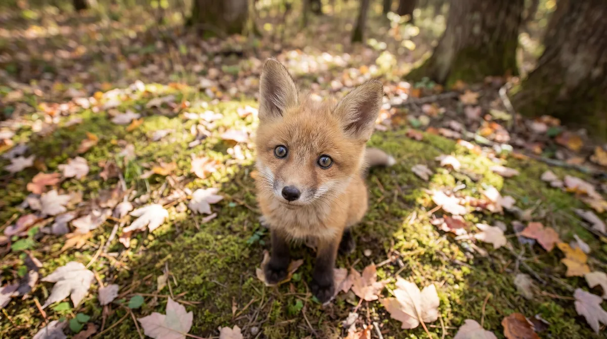 Baby Red Fox from Above