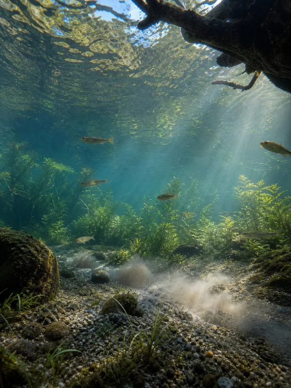 Underwater Forest Stream