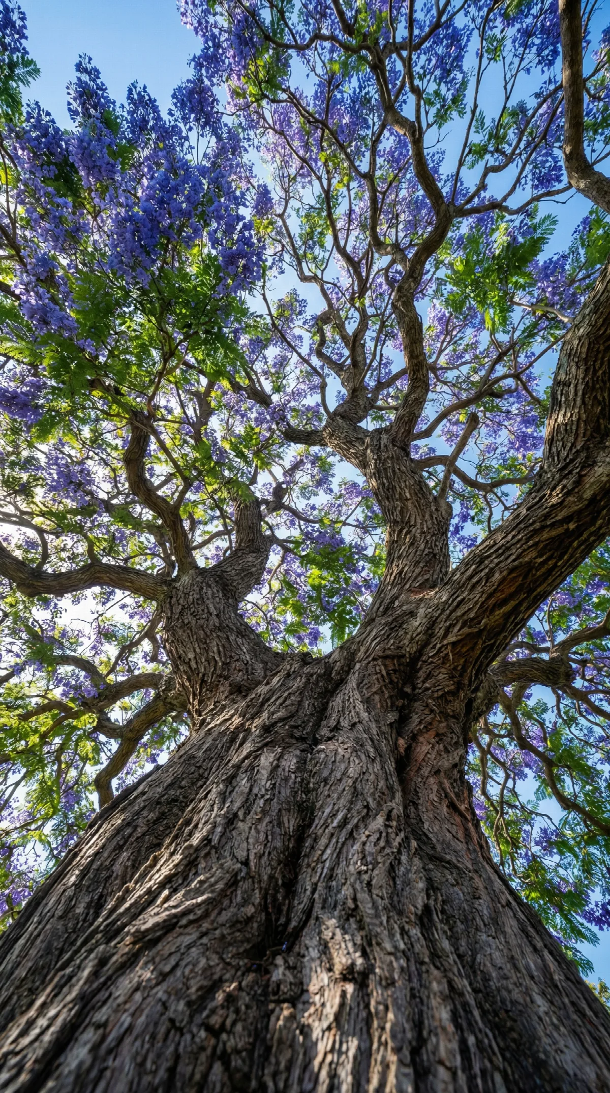 Beneath a Violet Canopy