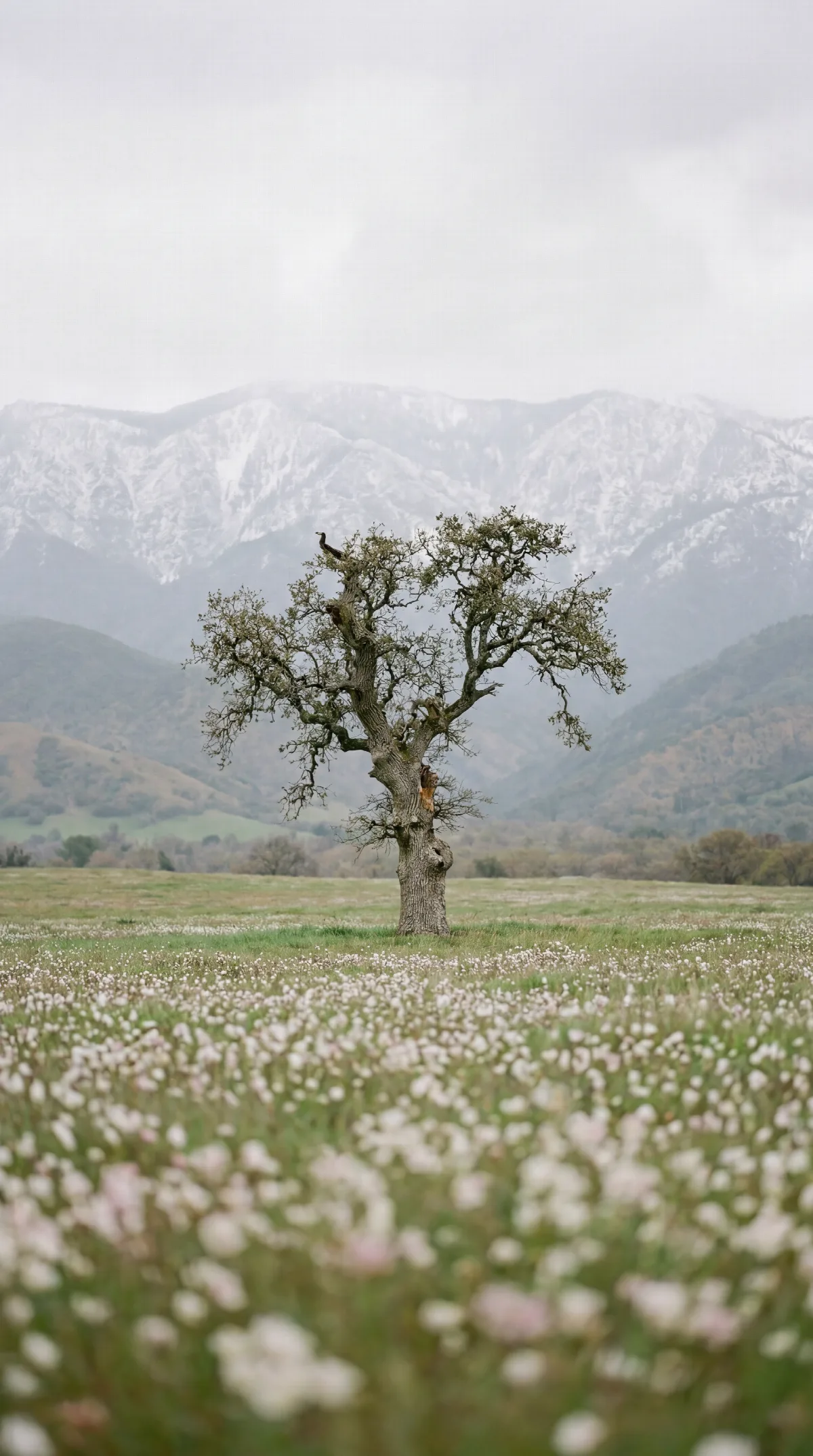 Lone Tree in a Spring Meadow