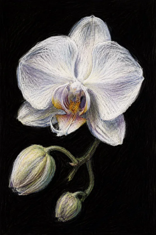 Colored Pencil Orchid
