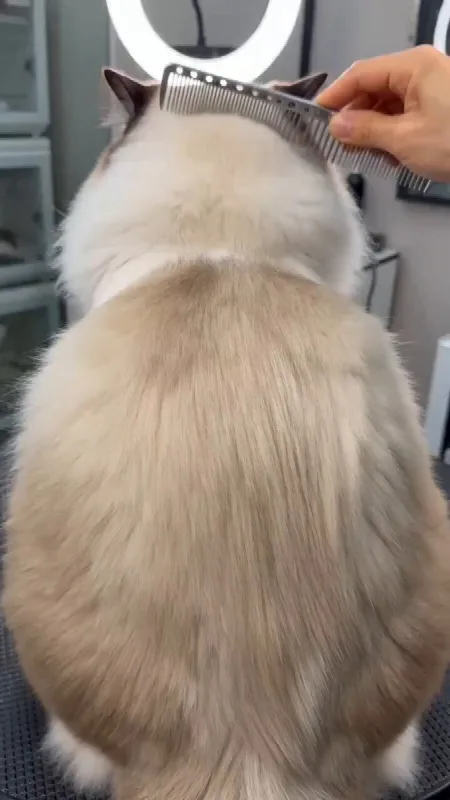Cat Salon Makeover