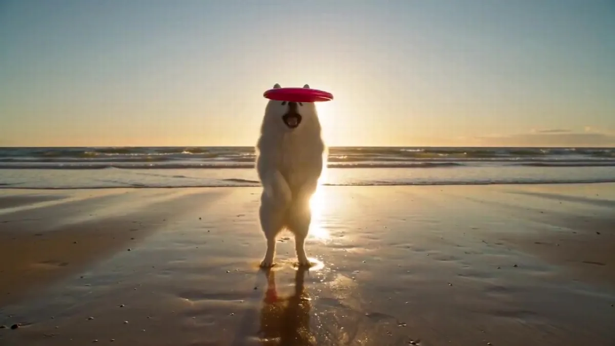 Samoyed Frisbee Catch Crashes Camera