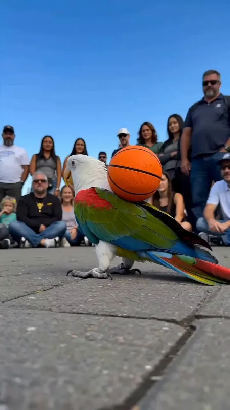 Parrot Basketball Show